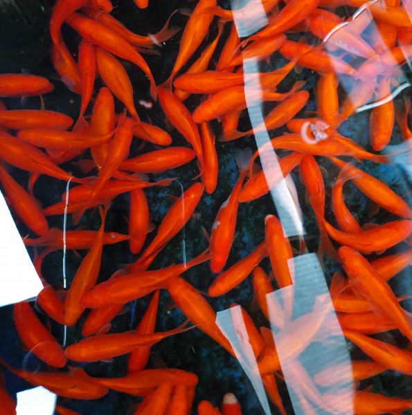 Goldfisch rot kaufen