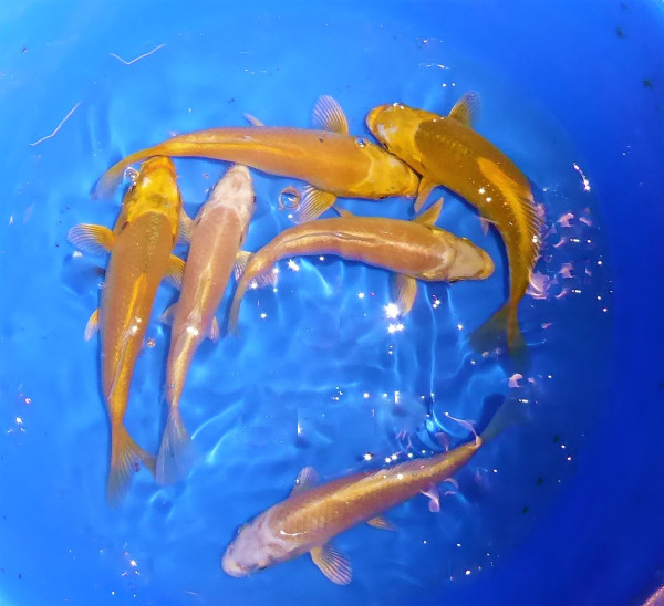 Koi Yamabuki ca. 30 cm