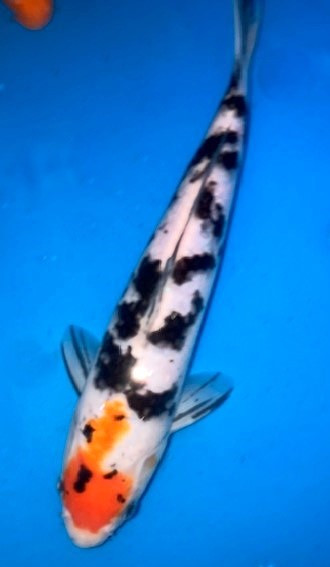 Koi Karpfen Tancho Kohaku kaufen