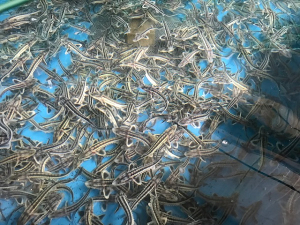 Störe versandkostenfrei kaufen