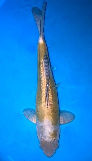 Doitsu Ochiba Shigure Koi kaufen