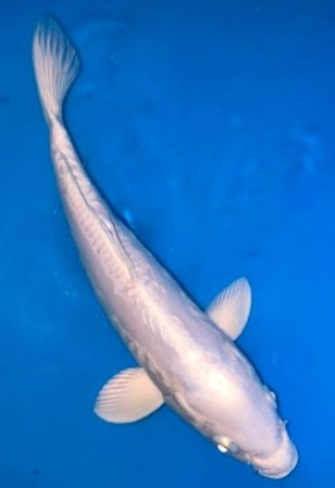 Platinum Ogon kaufen