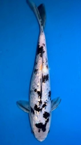 Koi kaufen