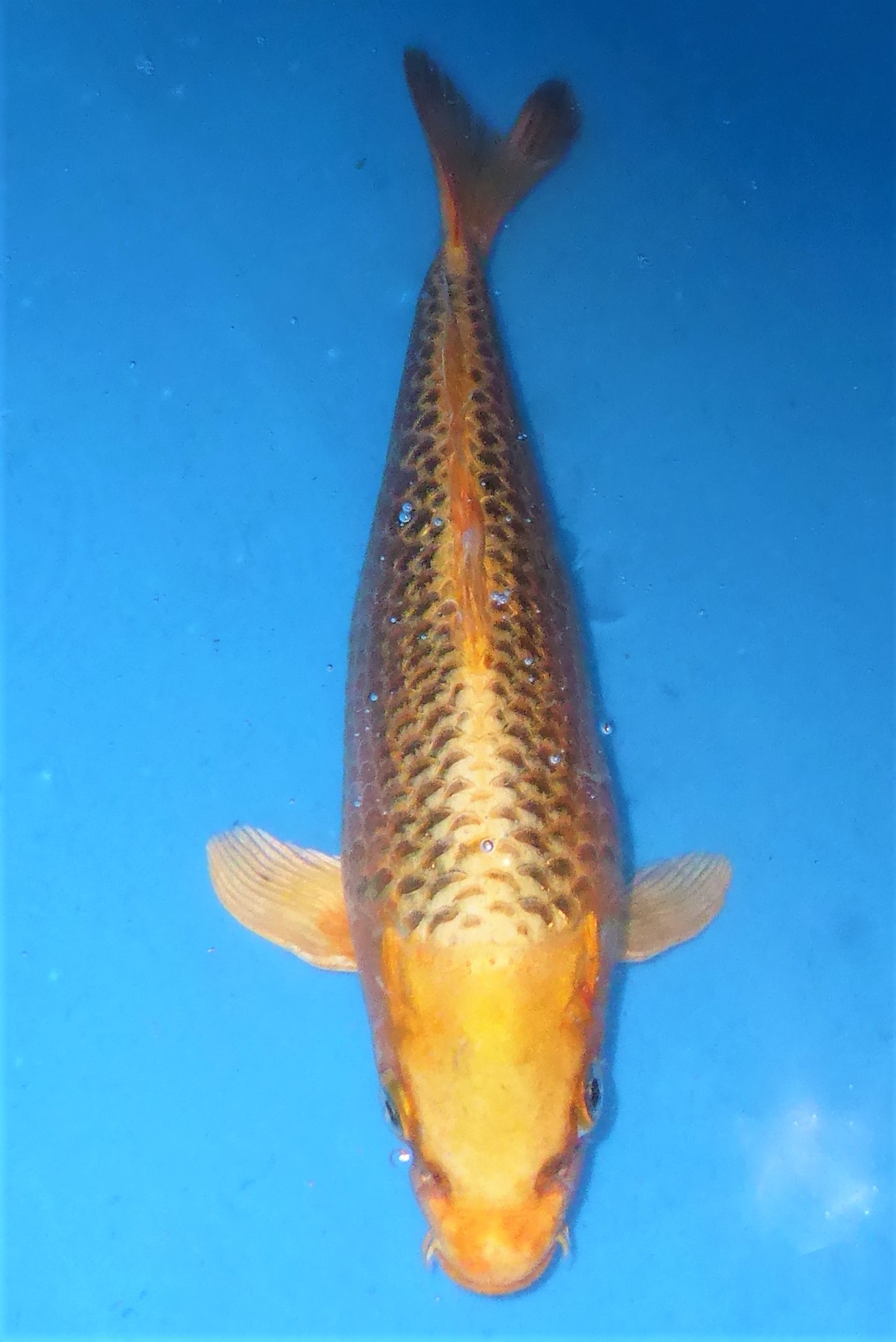 Koi Metallic kaufen fischlando by FISCHGUT PRIMUS