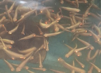 Albino Graskarpfen kaufen
