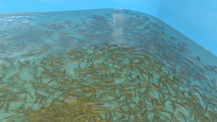 Rotfedern / Rotaugen kaufen 