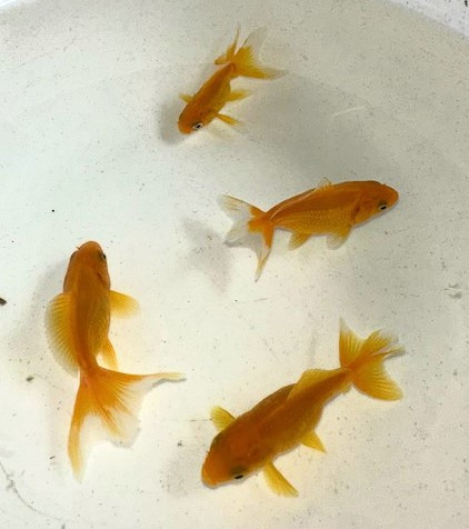 Schleierschwanz gelb ca. 4 - 8 cm