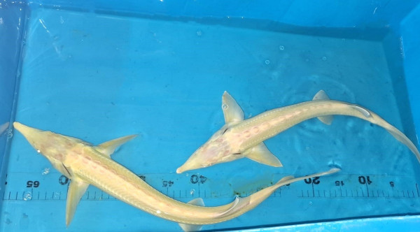 Albino Sterlet kaufen