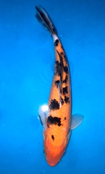 Koi Karpfen Tancho Kohaku kaufen