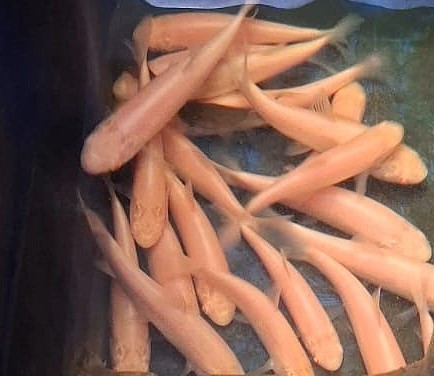 Albino Graskarpfen kaufen