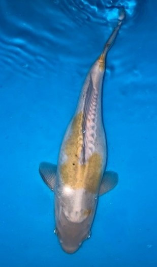 Doitsu Ochiba Shigure Koi kaufen