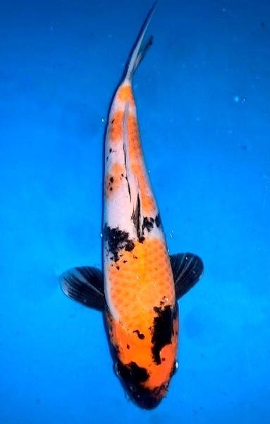 japanische Koi kaufen