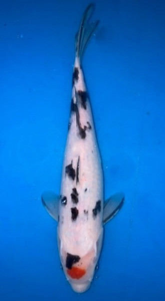 Koi Karpfen Chagoi kaufen