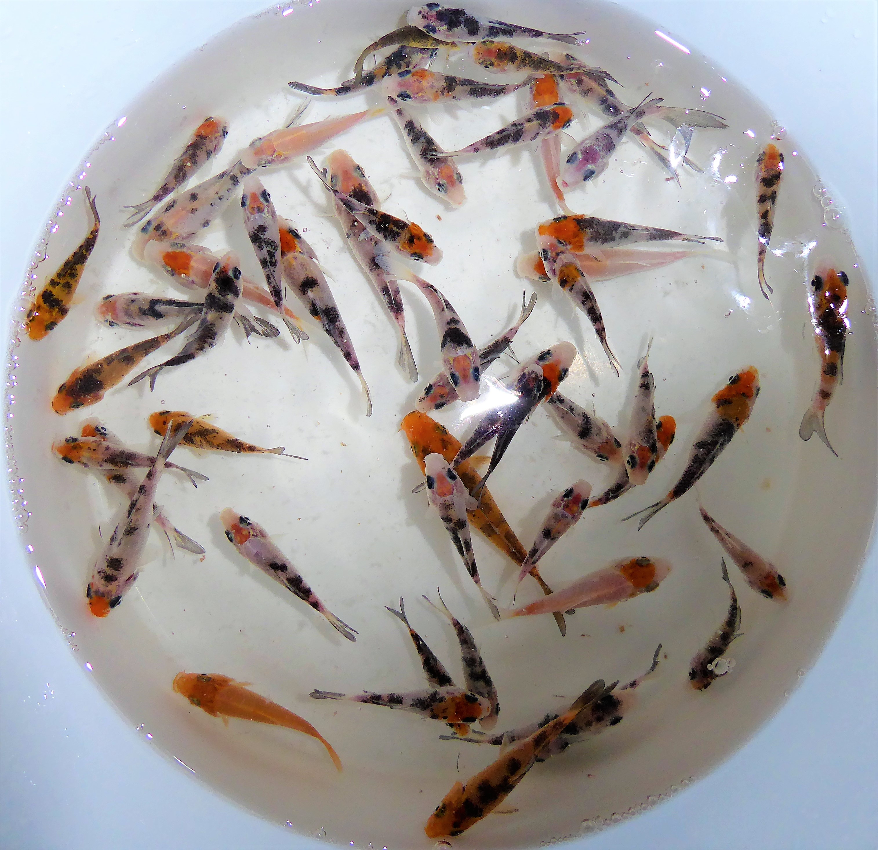 Koi Mixe bis 10 cm kaufen online günstig bei fischlando fischlando by