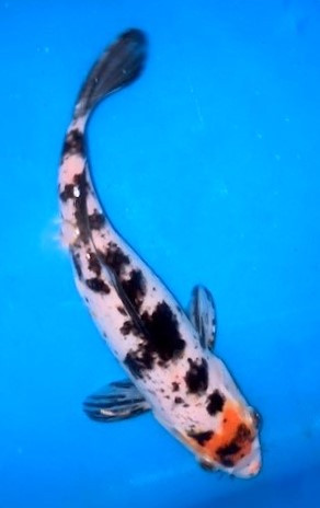 Koi ca. 27 cm