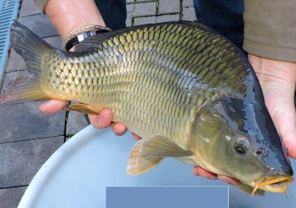 Schuppenkarpfen ca. 30 - 40 cm