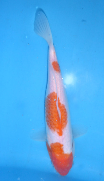 Koi rot weiß kaufen