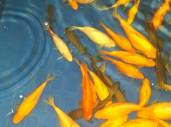 Goldfische Elterntiere kaufen