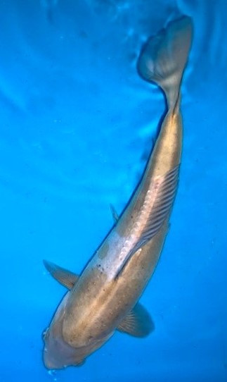 Doitsu Ochiba Shigure Koi kaufen